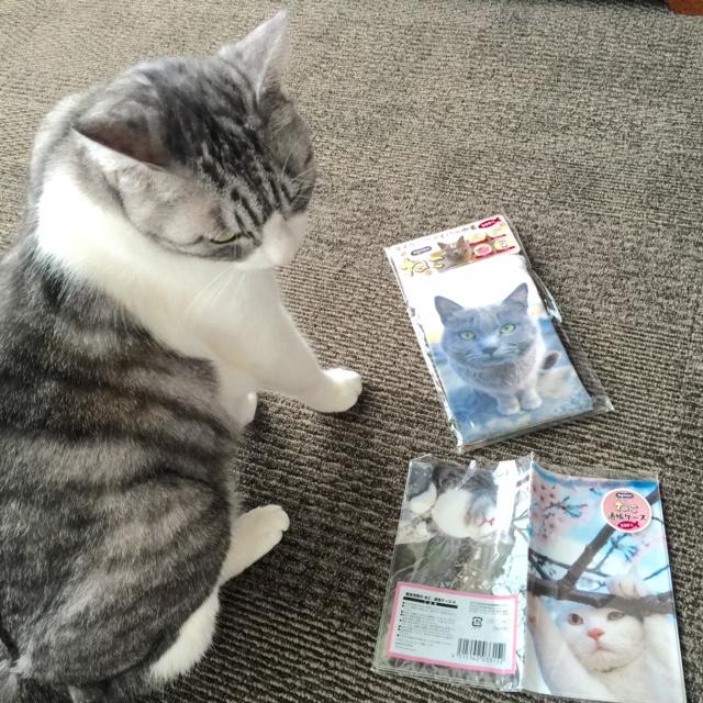 岩合さんの猫グッズ　郵便局にて購入